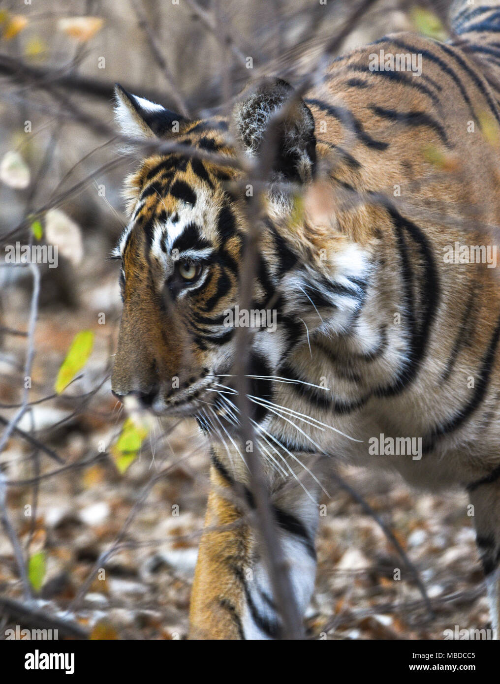 wild Tiger in Ranthambhor national park, India Stock Photo