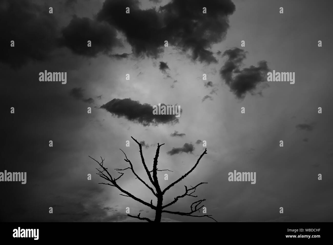 View of a tree silhouette under dark clouds on a dark grey background. Black-and-white photo. Stock Photo