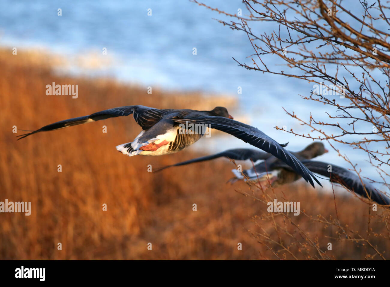 Greylag goose in flight spreading wings towards a lake Stock Photo