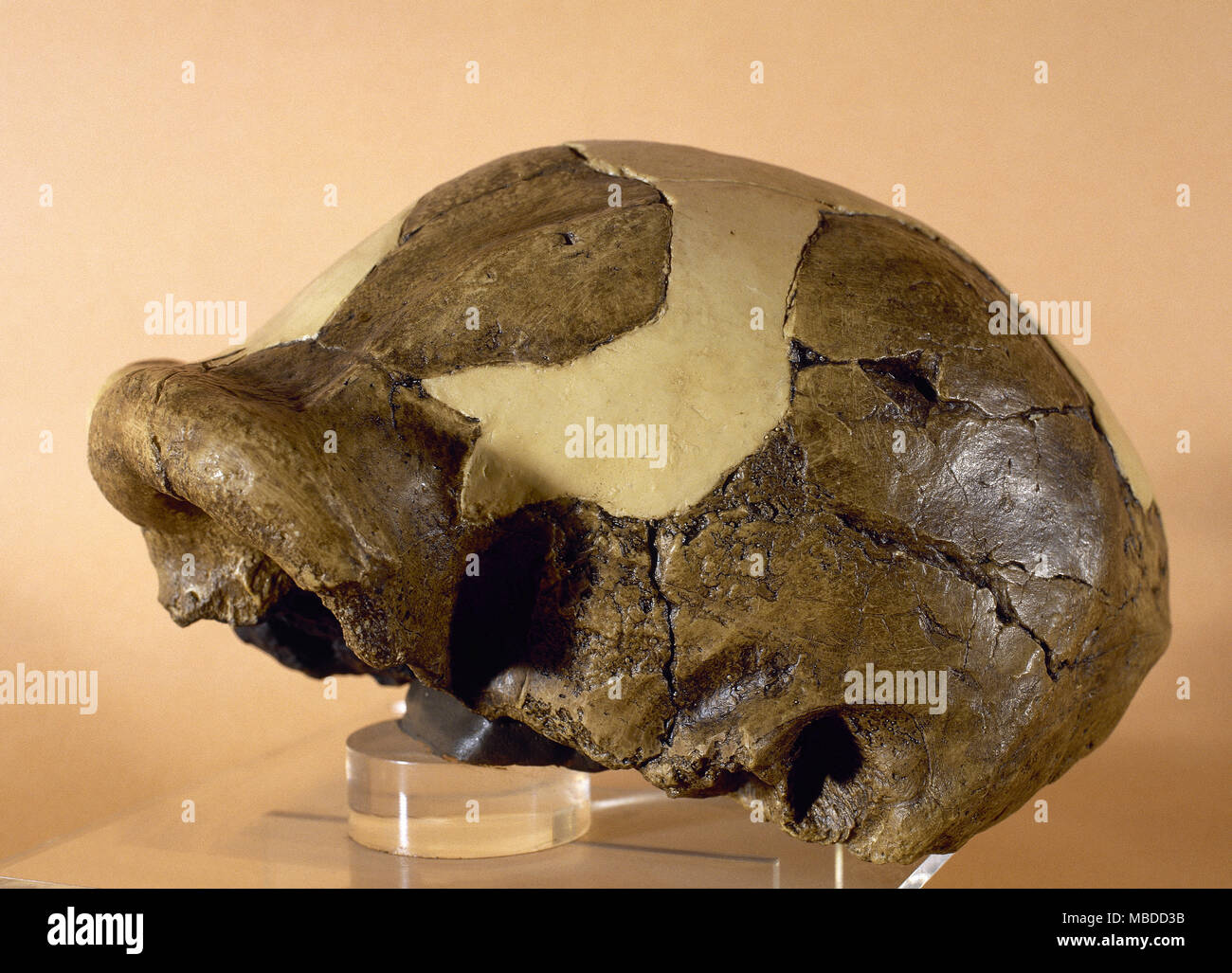 Paleolithic. Paranthropus boisei. Extinct hominid species from East Africa. Reproduction of a skull OH5. Olduvai site (Tanzania). Museum of Archeology of Catalonia, Barcelona, Spain. Stock Photo