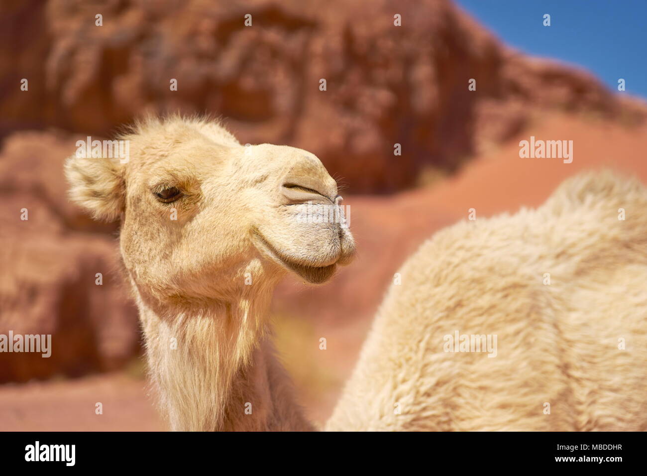 Camel portrait, Wadi Rum Desert, Jordan Stock Photo