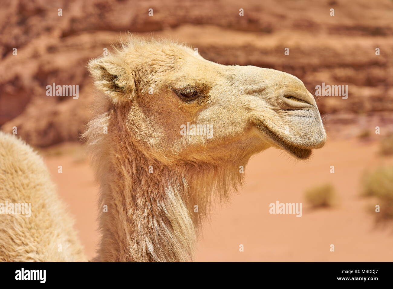 Camel portrait, Wadi Rum Desert, Jordan Stock Photo