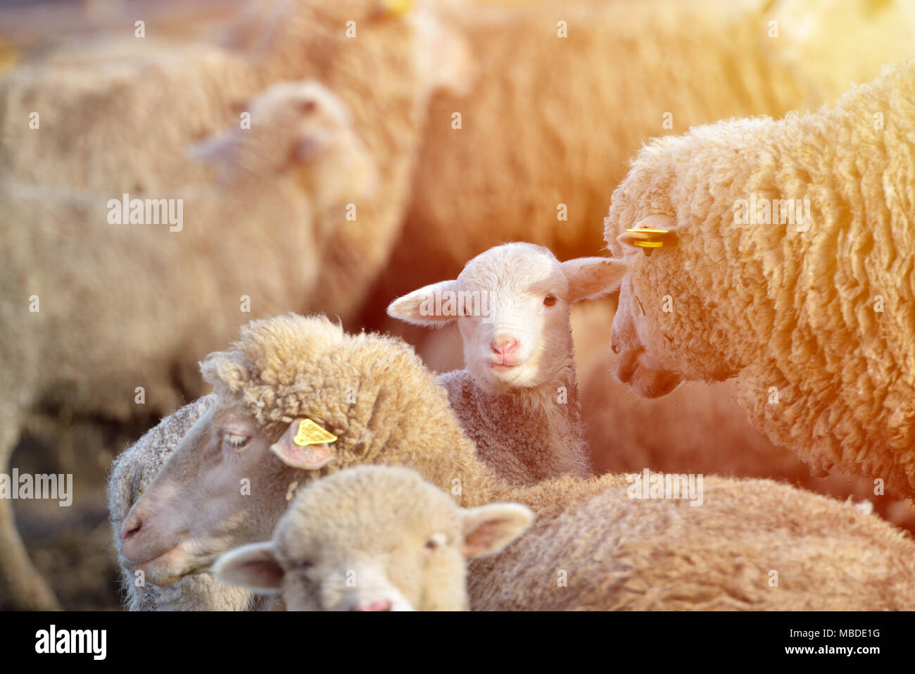 Flock of sheep grazing on beautiful mountain meadow Stock Photo - Alamy