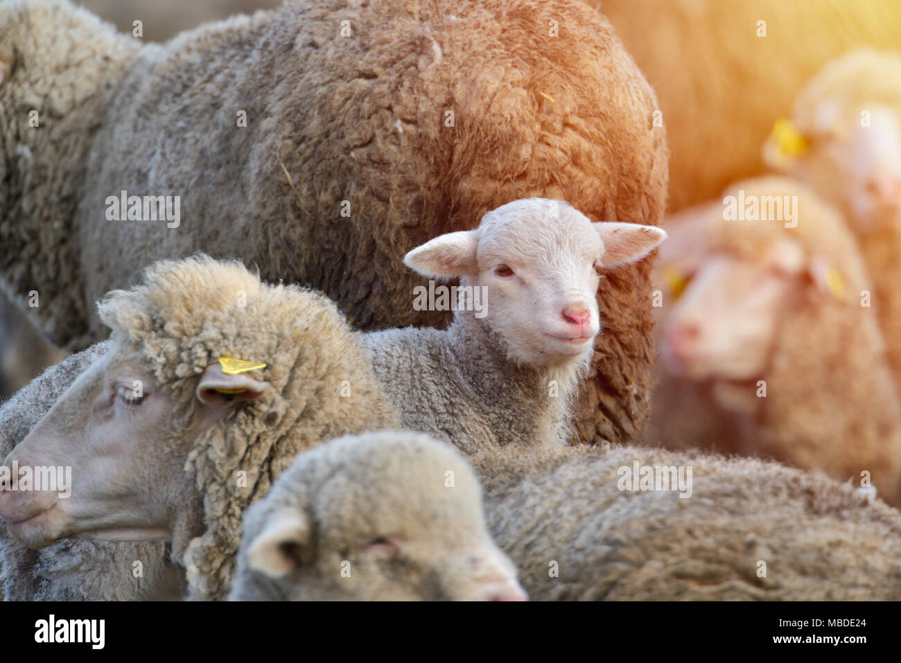 Flock of sheep grazing on beautiful mountain meadow Stock Photo - Alamy