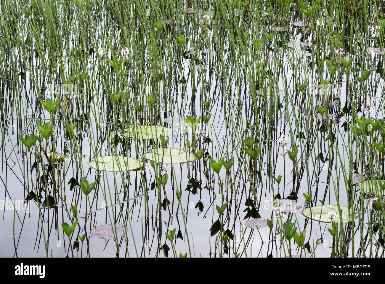 Llyn Tecwyn Isaf, a beautiful natural lake in the hills of Snowdonia, North Wales, UK. Close up of water lilies and equisetum (horsetail). Stock Photo