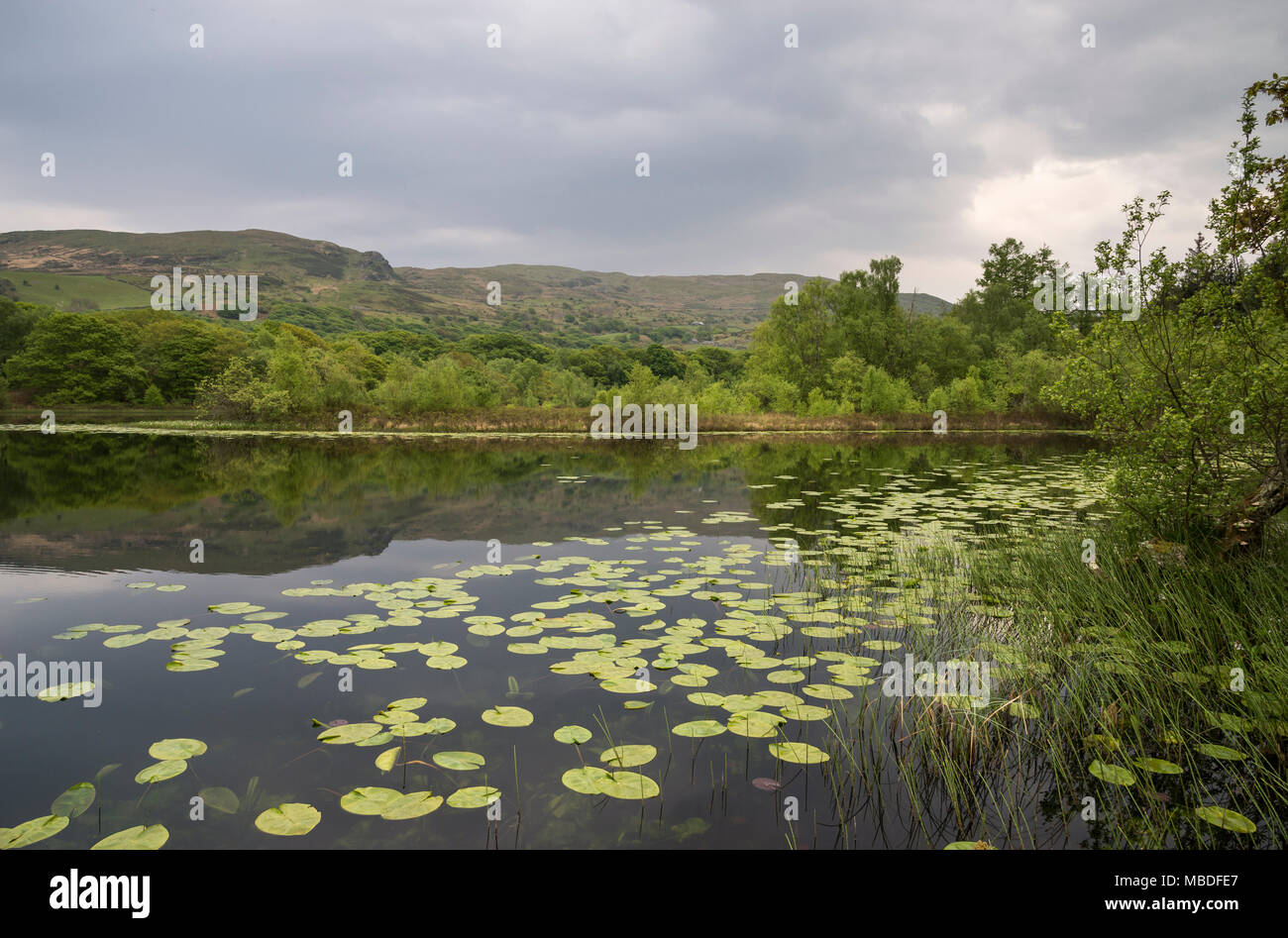 Llyn Tecwyn Isaf, a beautiful natural lake in the hills of Snowdonia, North Wales, UK. Water lilies on the calm water. Stock Photo