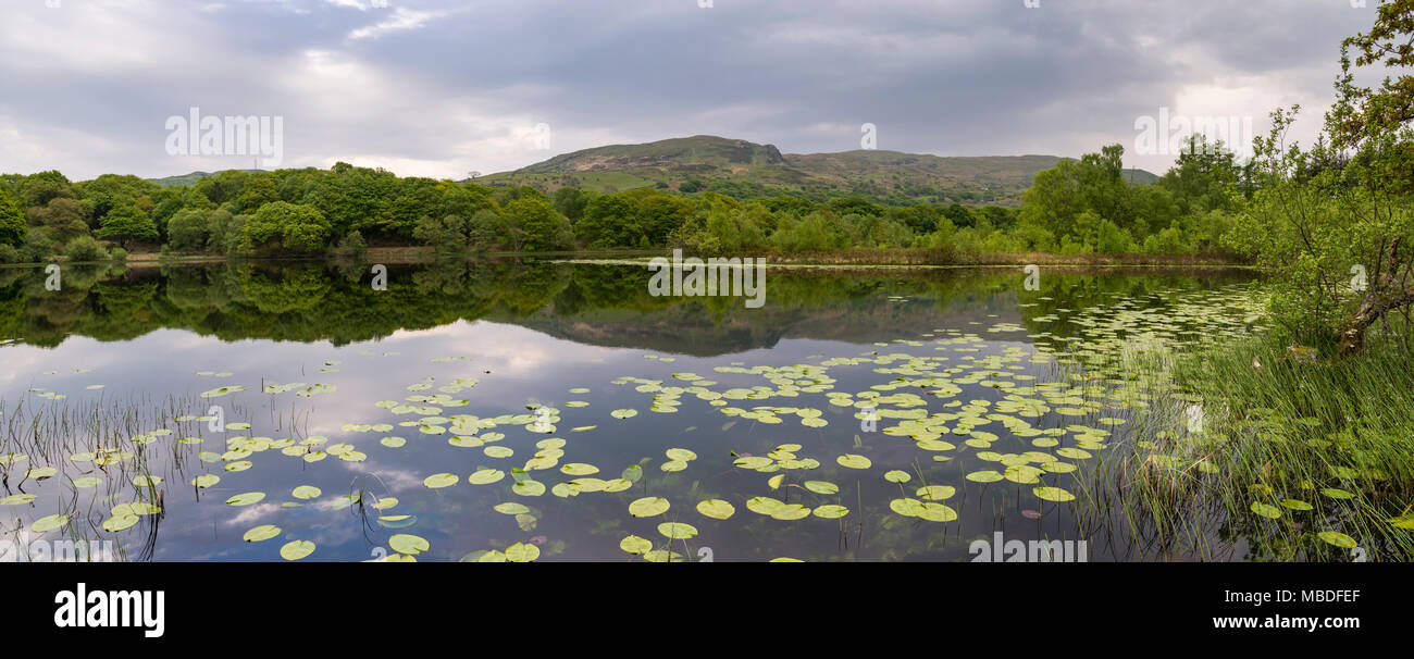 Llyn Tecwyn Isaf, a beautiful natural lake in the hills of Snowdonia, North Wales, UK. Water lilies on the calm water. Stock Photo