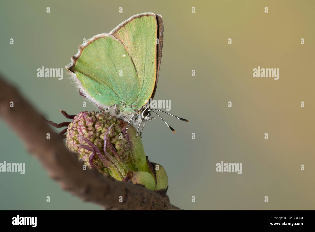 Grüner Zipfelfalter, Brombeer-Zipfelfalter, Brombeerzipfelfalter, Callophrys rubi, Green Hairstreak, La Thècle de la ronce, la Argus vert Stock Photo