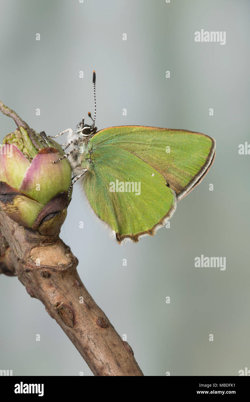 Grüner Zipfelfalter, Brombeer-Zipfelfalter, Brombeerzipfelfalter, Callophrys rubi, Green Hairstreak, La Thècle de la ronce, la Argus vert Stock Photo