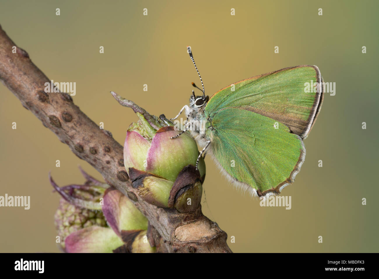 Grüner Zipfelfalter, Brombeer-Zipfelfalter, Brombeerzipfelfalter, Callophrys rubi, Green Hairstreak, La Thècle de la ronce, la Argus vert Stock Photo