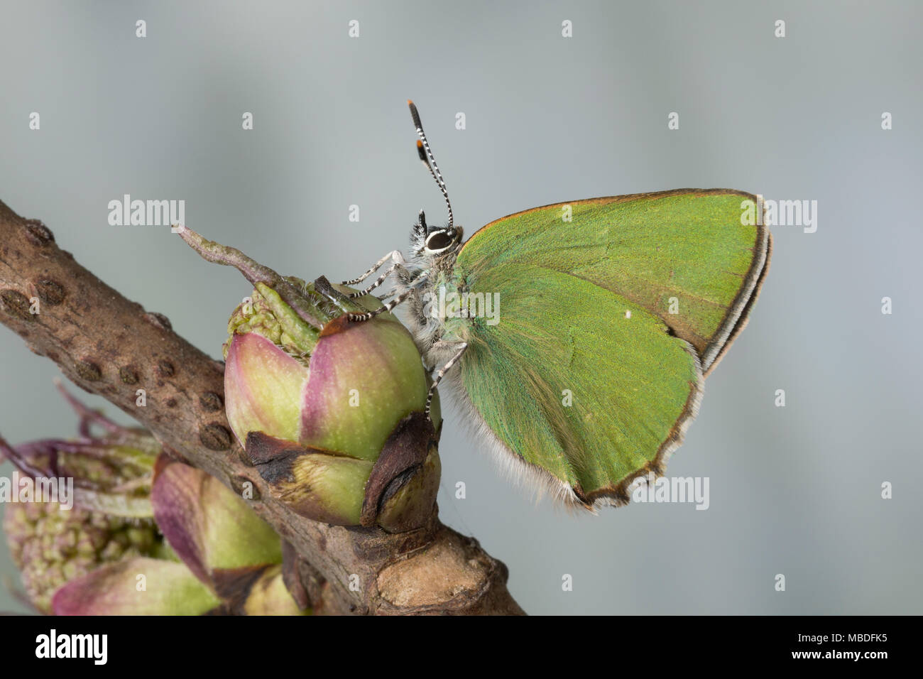 Grüner Zipfelfalter, Brombeer-Zipfelfalter, Brombeerzipfelfalter, Callophrys rubi, Green Hairstreak, La Thècle de la ronce, la Argus vert Stock Photo