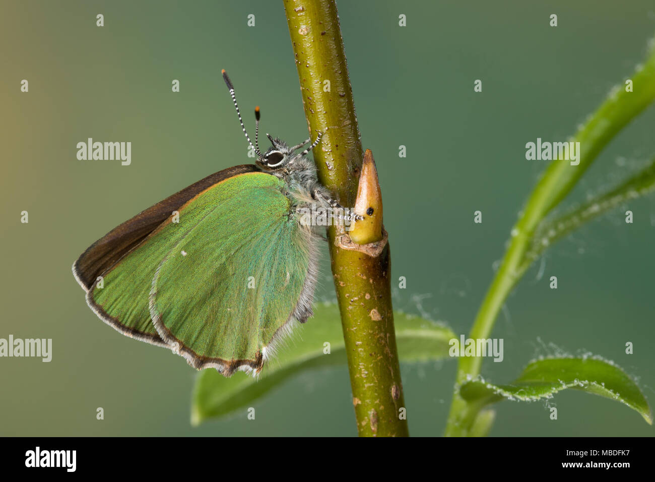 Grüner Zipfelfalter, Brombeer-Zipfelfalter, Brombeerzipfelfalter, Callophrys rubi, Green Hairstreak, La Thècle de la ronce, la Argus vert Stock Photo