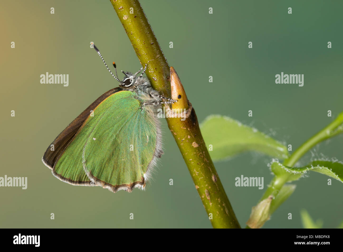 Grüner Zipfelfalter, Brombeer-Zipfelfalter, Brombeerzipfelfalter, Callophrys rubi, Green Hairstreak, La Thècle de la ronce, la Argus vert Stock Photo