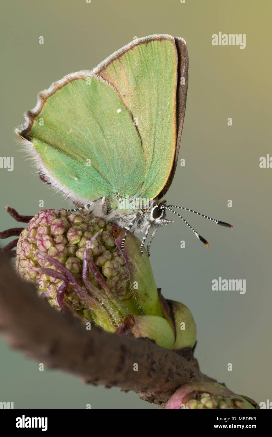 Grüner Zipfelfalter, Brombeer-Zipfelfalter, Brombeerzipfelfalter, Callophrys rubi, Green Hairstreak, La Thècle de la ronce, la Argus vert Stock Photo