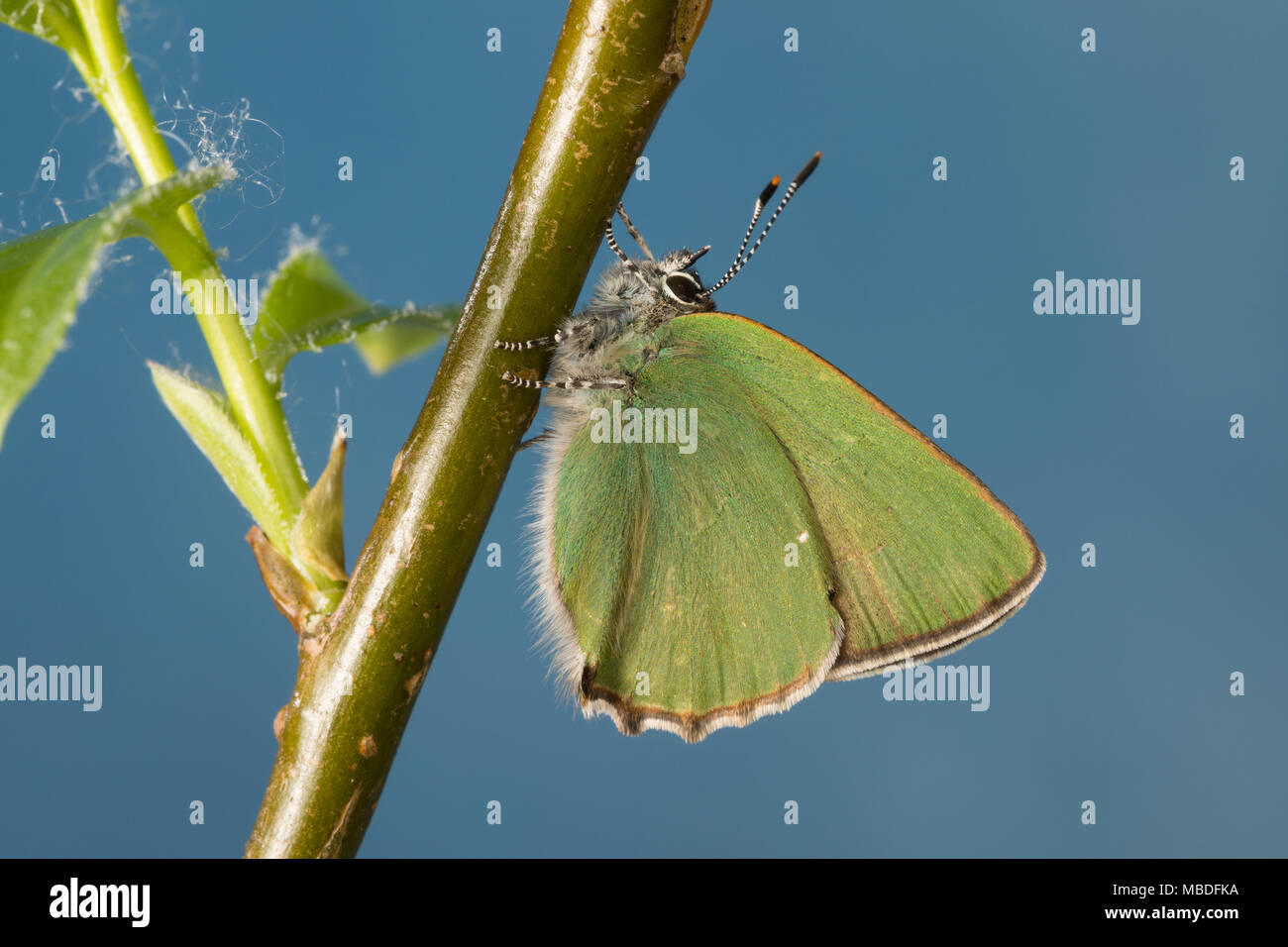 Grüner Zipfelfalter, Brombeer-Zipfelfalter, Brombeerzipfelfalter, Callophrys rubi, Green Hairstreak, La Thècle de la ronce, la Argus vert Stock Photo