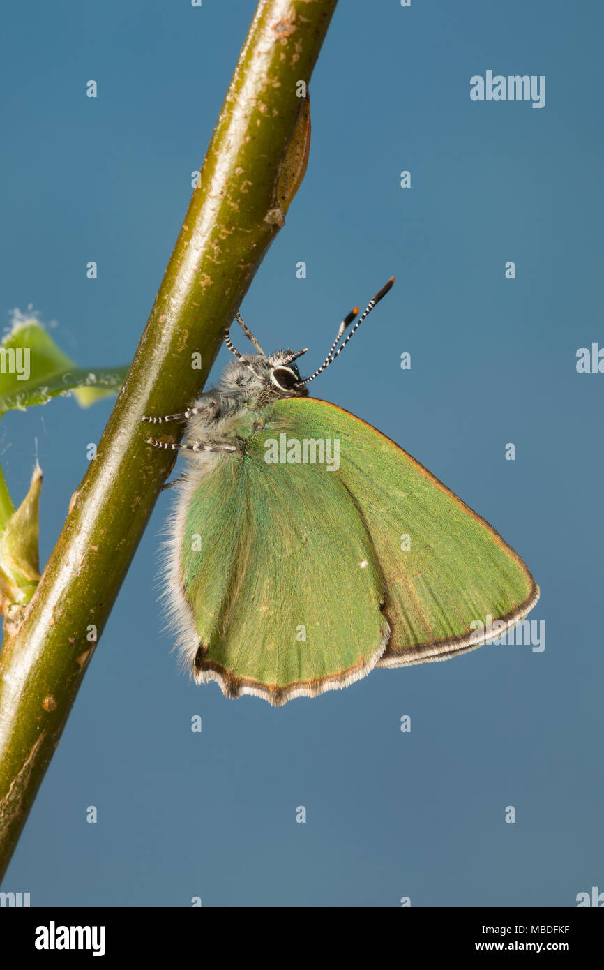 Grüner Zipfelfalter, Brombeer-Zipfelfalter, Brombeerzipfelfalter, Callophrys rubi, Green Hairstreak, La Thècle de la ronce, la Argus vert Stock Photo