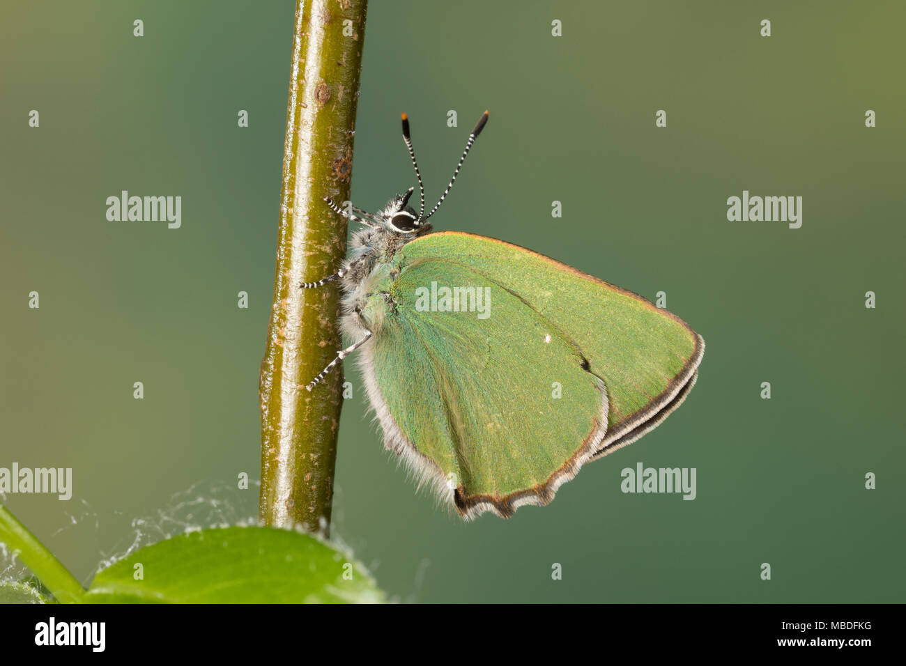 Grüner Zipfelfalter, Brombeer-Zipfelfalter, Brombeerzipfelfalter, Callophrys rubi, Green Hairstreak, La Thècle de la ronce, la Argus vert Stock Photo