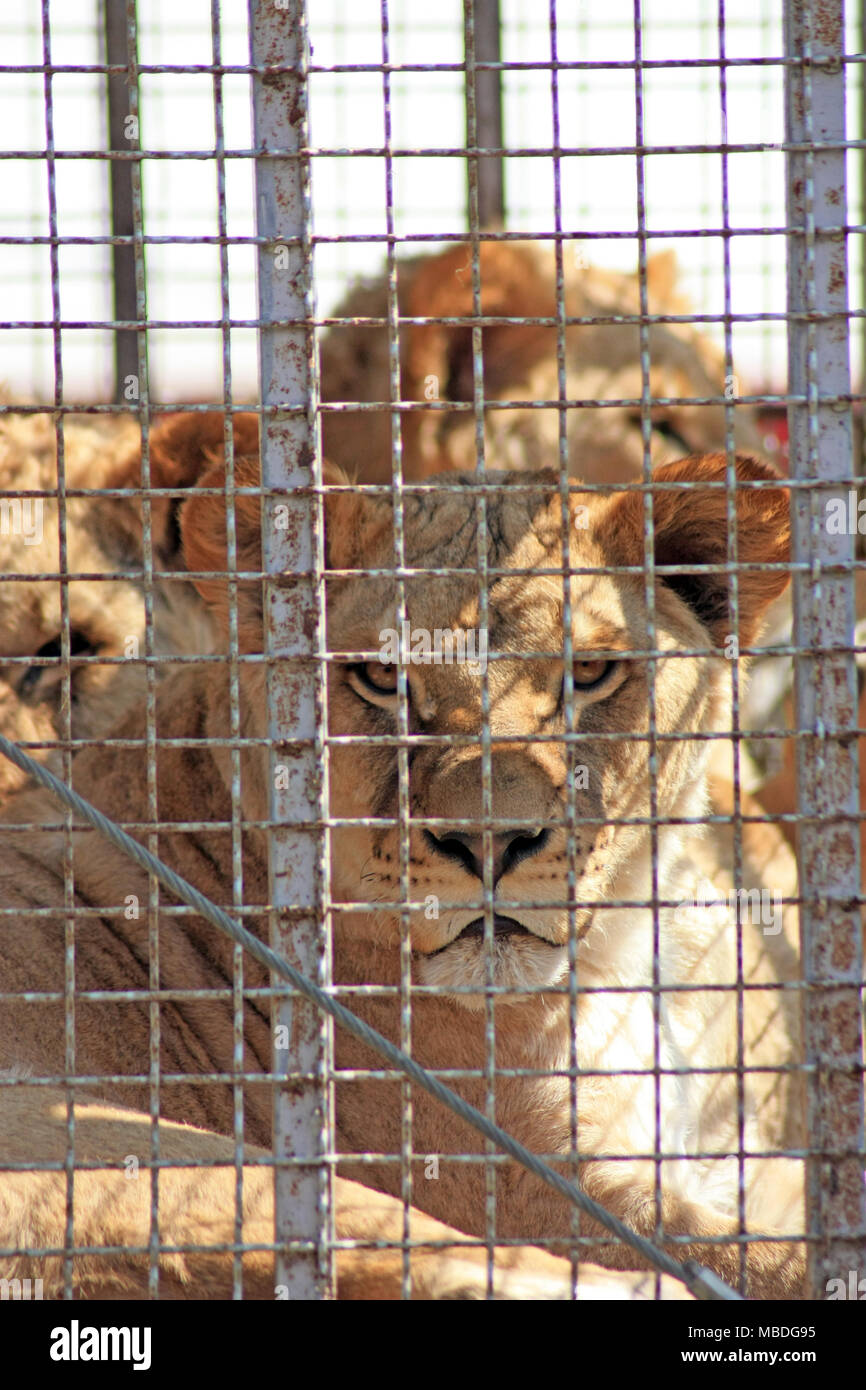 the lion sits in a cage and sad look through the bars Stock Photo