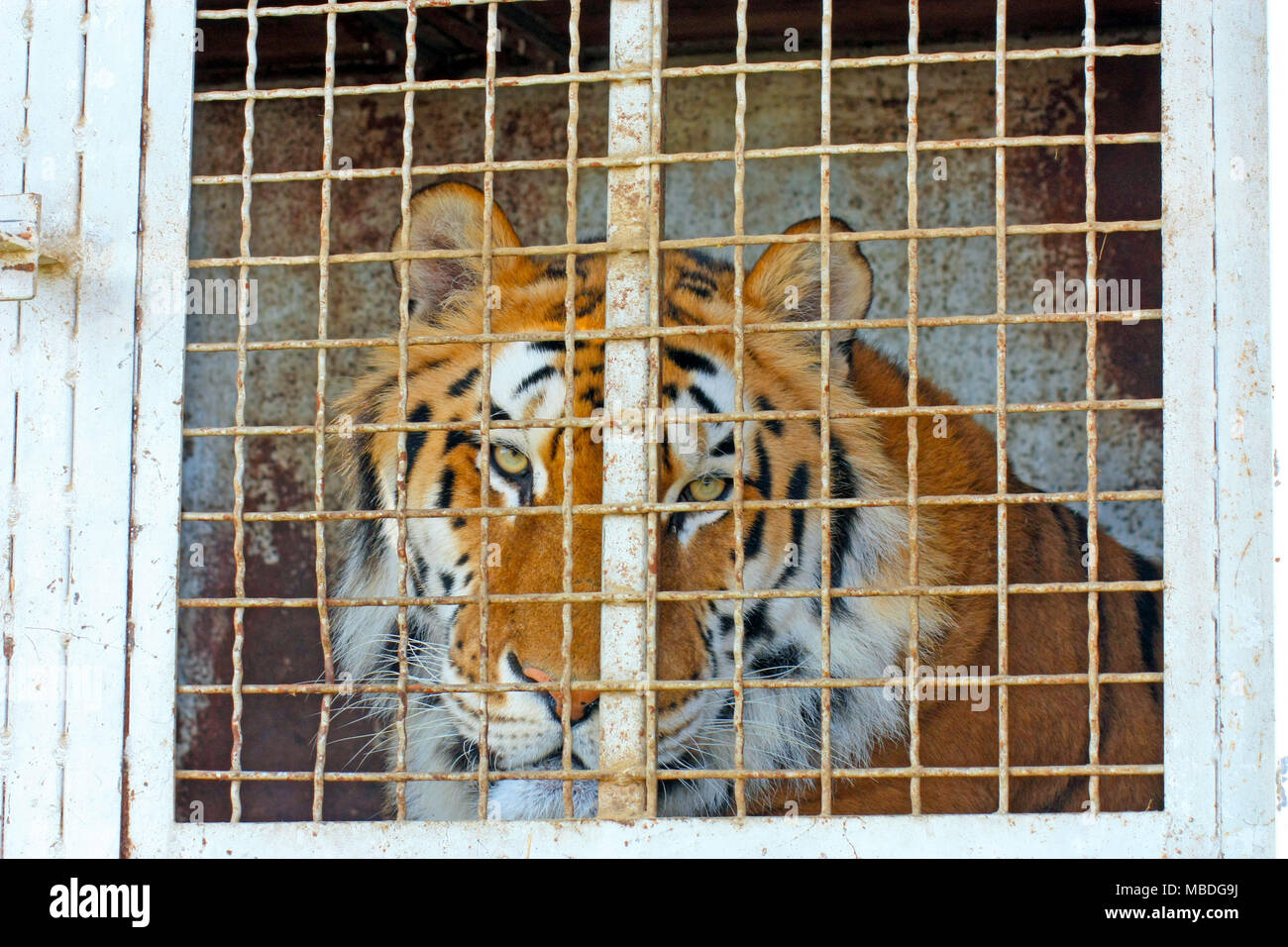 the tiger sits in a cage and sad look through the bars Stock Photo