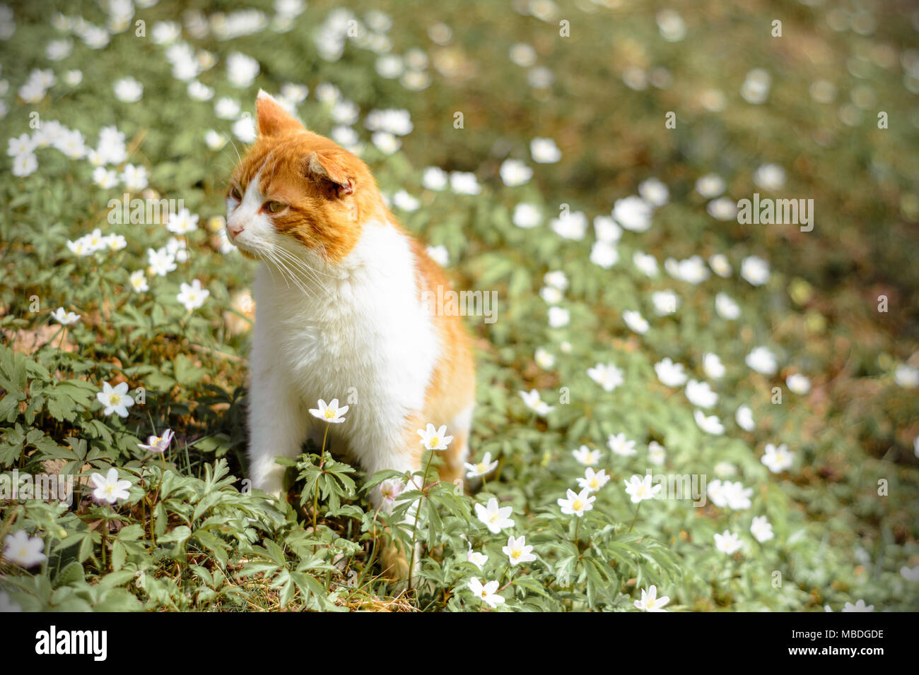 Red Cat Spring Beautiful red cat rests in wild spring flowers anemones 2018 Stock ...