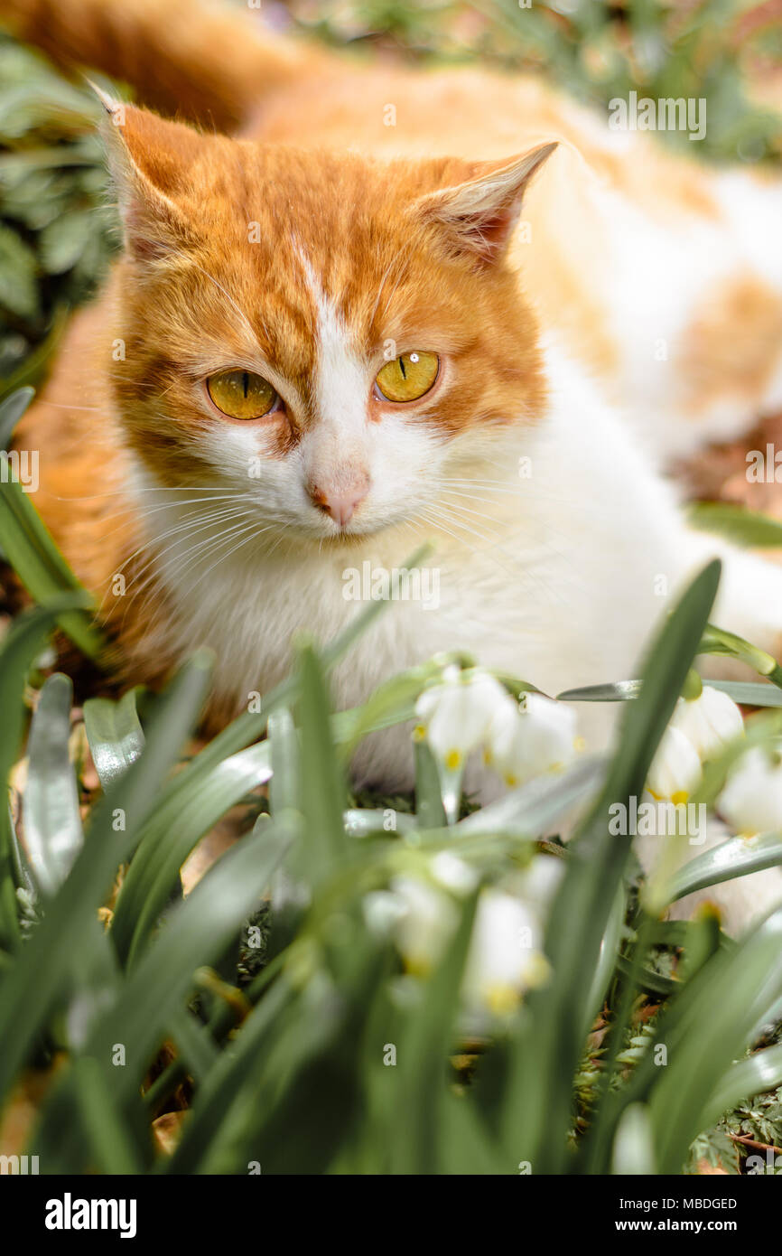 Floral Big Cat Hi Res Stock Photography And Images Alamy