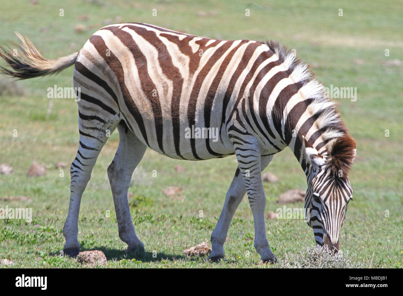 Zebra grazing in South Africa Stock Photo