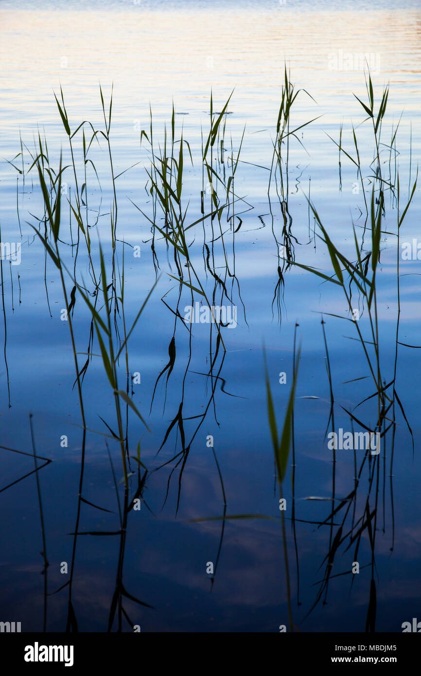 Reeds growing in the water. Sweden Stock Photo Alamy