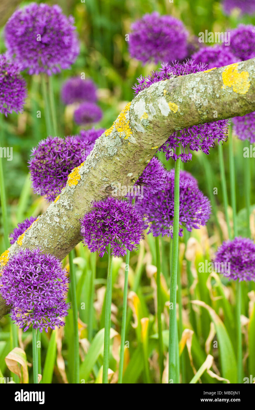 Giant Alliums in natural planting Stock Photo Alamy