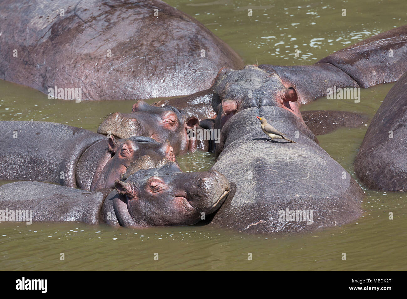 Red-billed oxpecker perched on the back of a hippo sleeping with others in the Mara River of Kenya Stock Photo