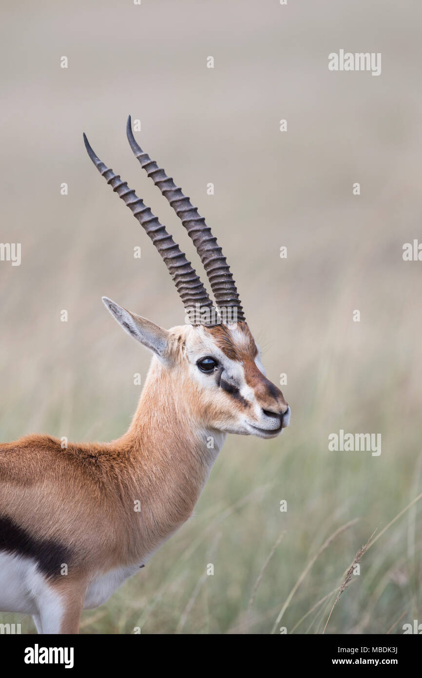 Portrait of a male Thomson’s Gazelle, Eudorcas thomsonii, in the Masai ...
