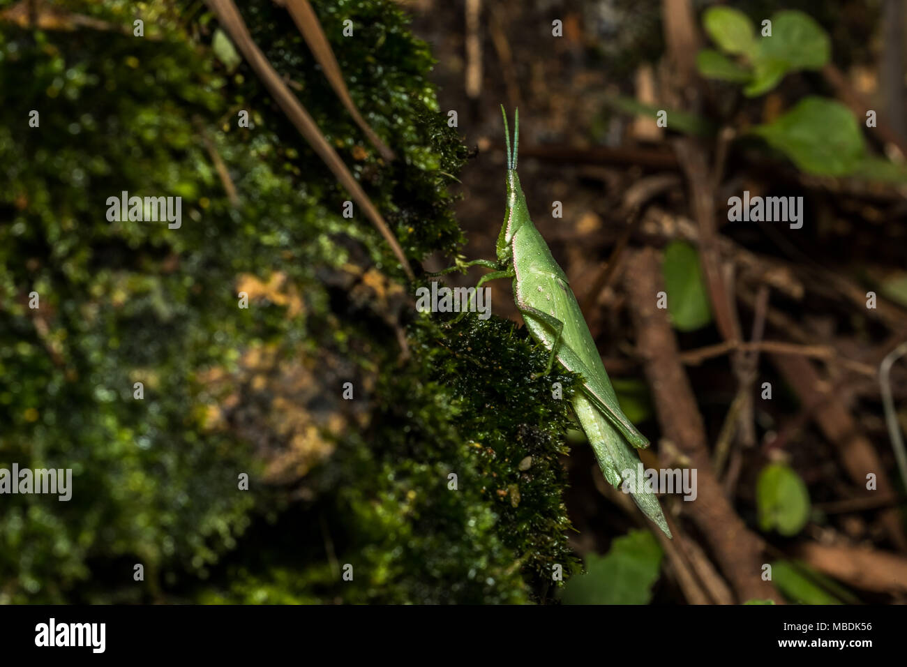 Grasshopper on moss Stock Photo