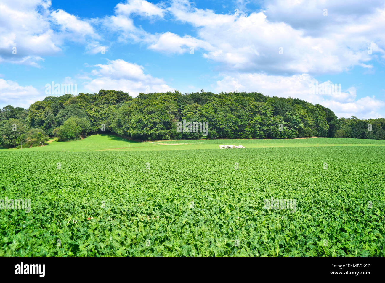 Green fields, farmland or countryside with cultivated fields and sunlight. Stock Photo