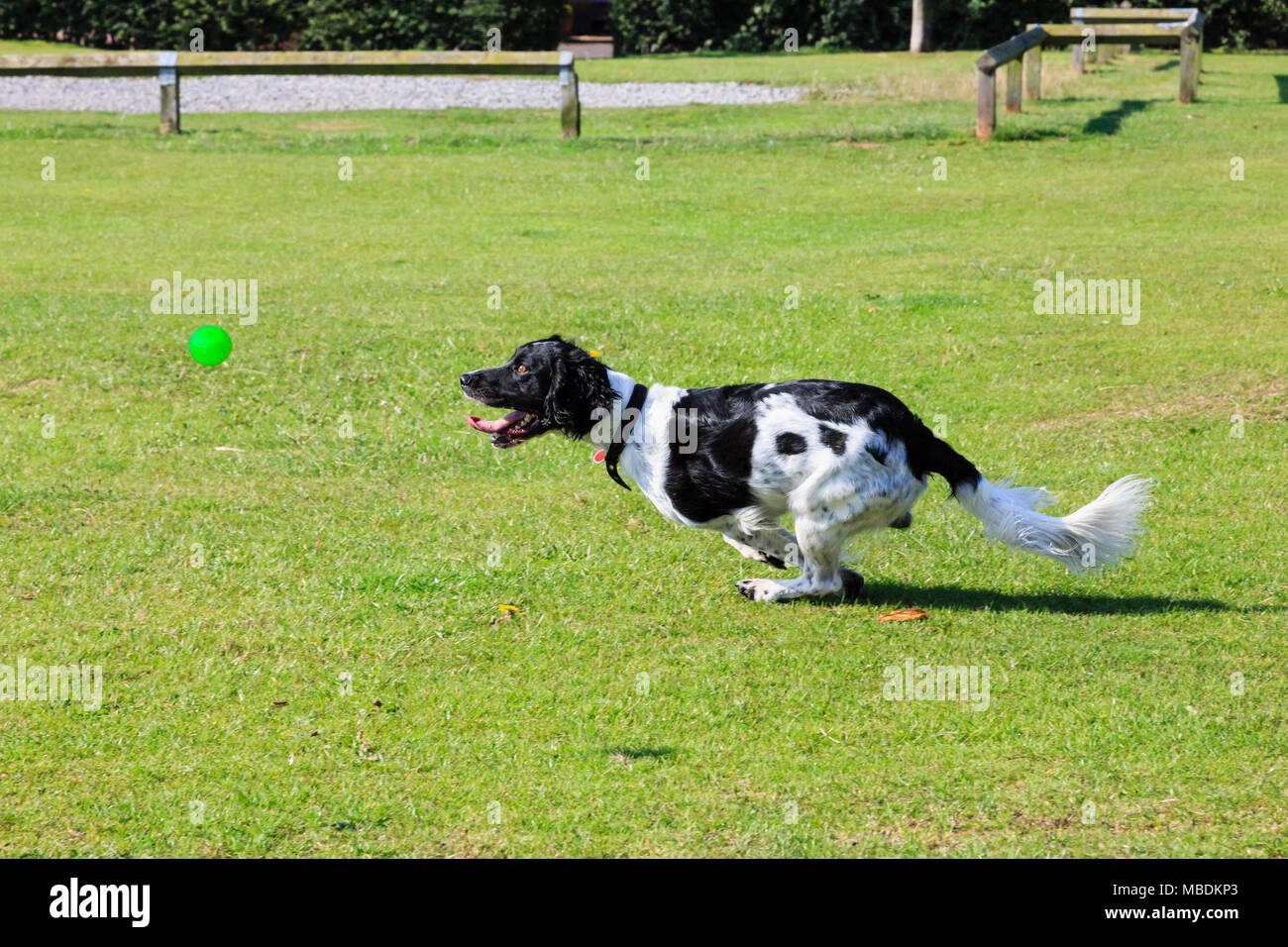 how fast can a springer spaniel run