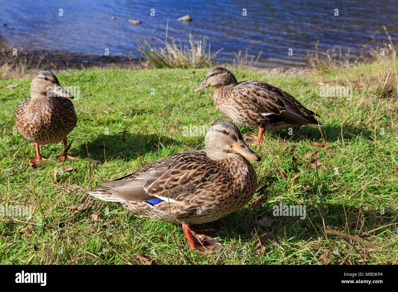 Uk ducks hires stock photography and images Alamy