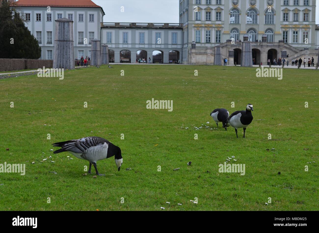 three barnacle geese at the Nymphenburg castle in Munich in Germany during spring Stock Photo