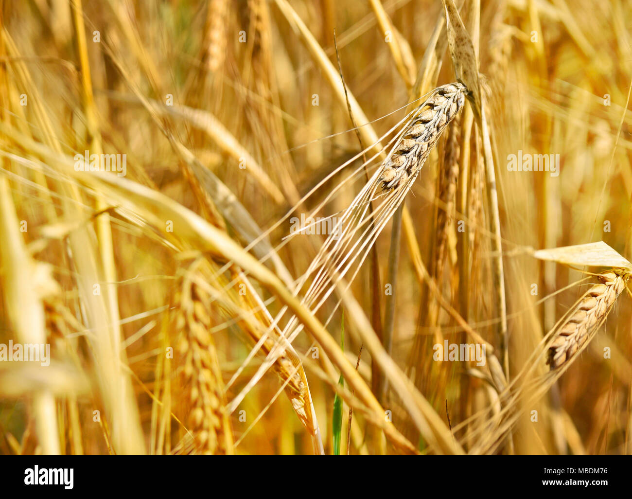 Ripe barley in the sun, close-up. Ears of barley or wheat, golden ears ...