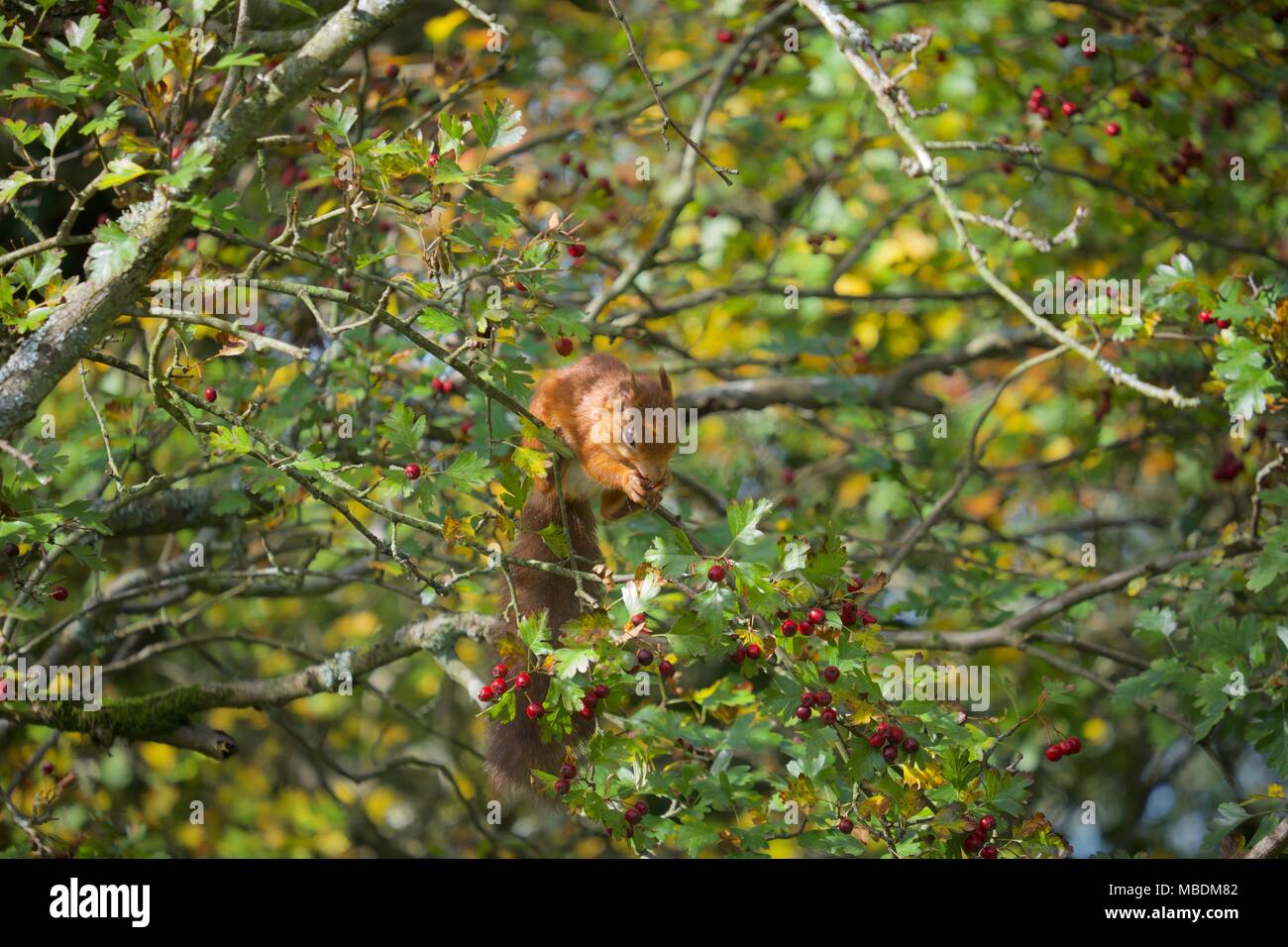 Eurasian Red Squirrel in a tree eating in Fort Victoria Country Park on the Isle of Wight Stock Photo