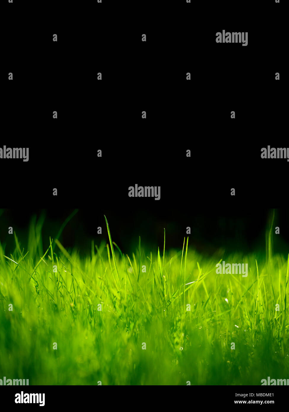 Light green grass background hi-res stock photography and images - Alamy