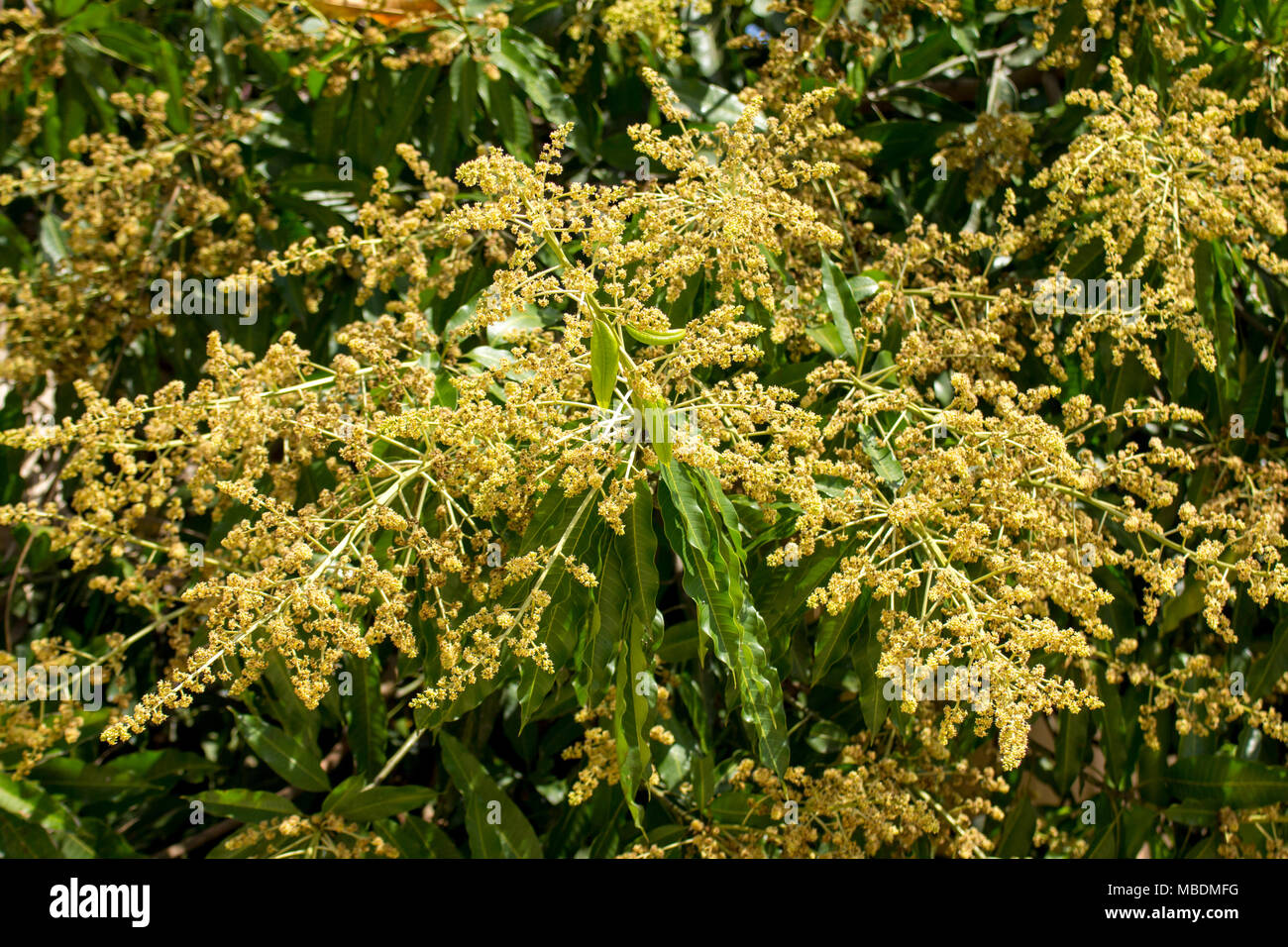 https://c8.alamy.com/comp/MBDMFG/bunch-of-mango-flowers-on-tree-in-garden-selective-focus-MBDMFG.jpg