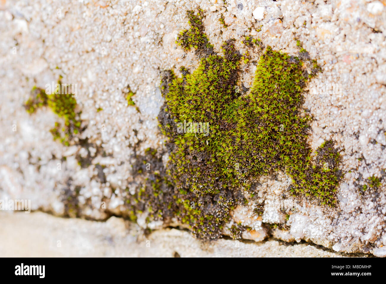Close up of moss growing on a wall Stock Photo