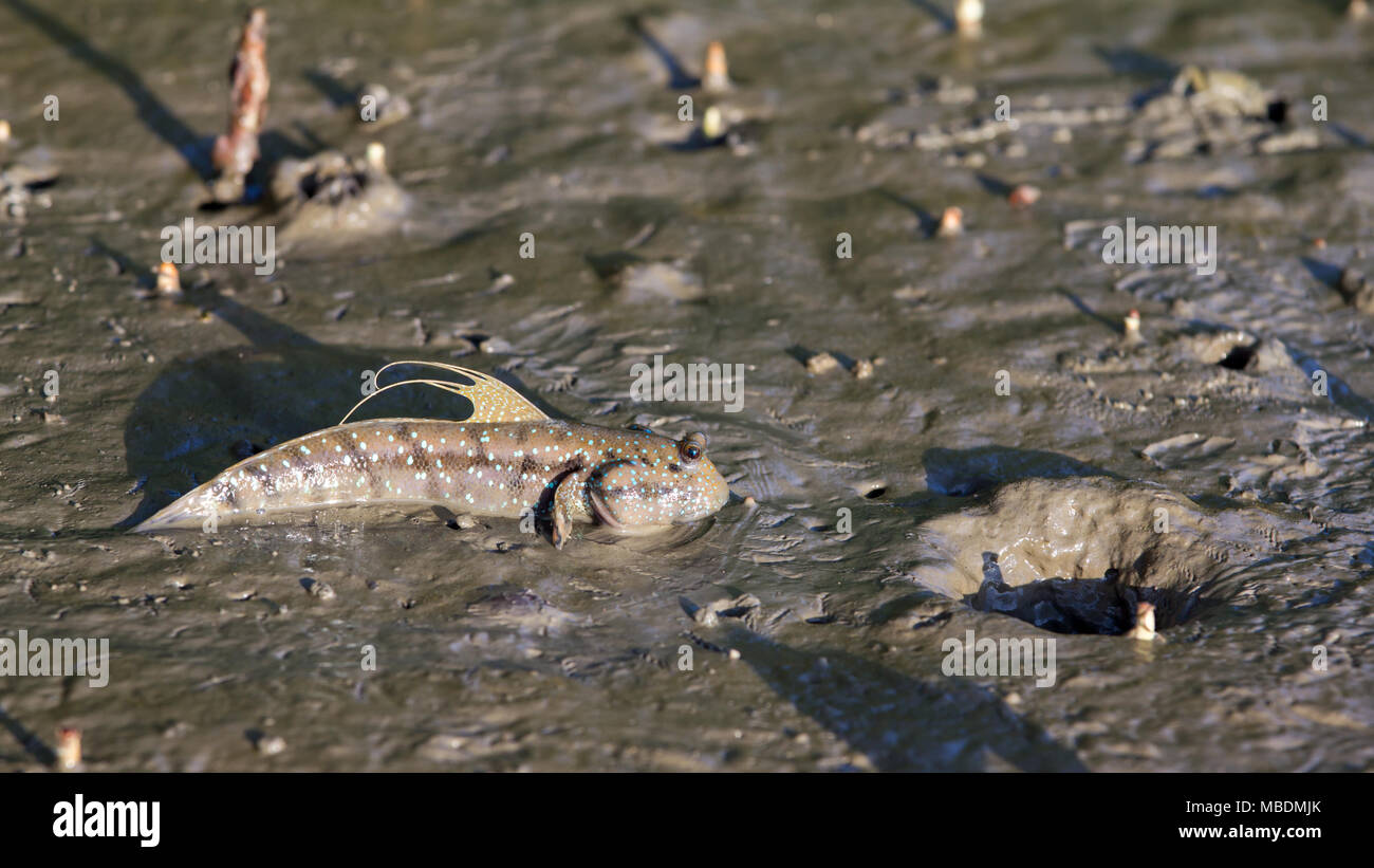 Mudskipper, Amphibious fish feeding on the mud in the morning. Stock Photo