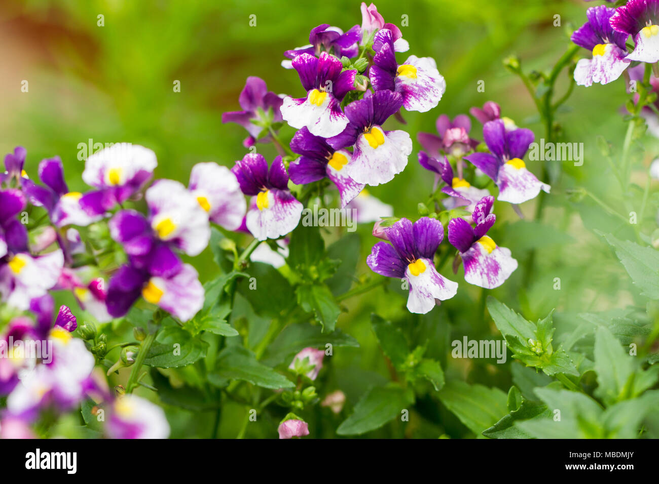 Nemesia flowers growing in an English garden in summer, United Kingdom Stock Photo