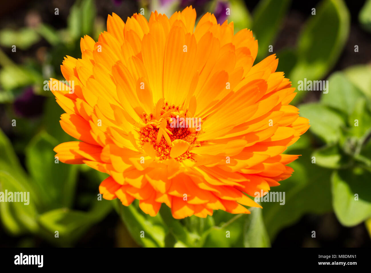 Calendula officinalis, orange pot marigold flower, Dorset, UK Stock