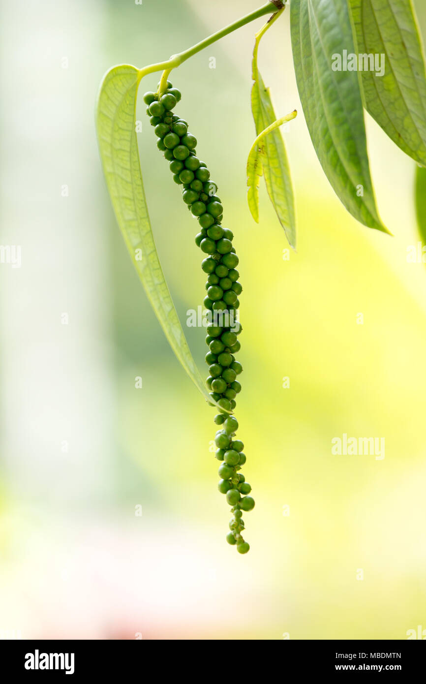 Green Peppercorn on tree in plantation Stock Photo Alamy