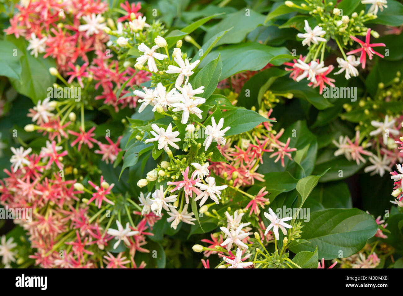 Soft focus Quisqualis Indica flower plant , Chinese honeysuckle, Rangoon Creeper, Combretum indicum Stock Photo