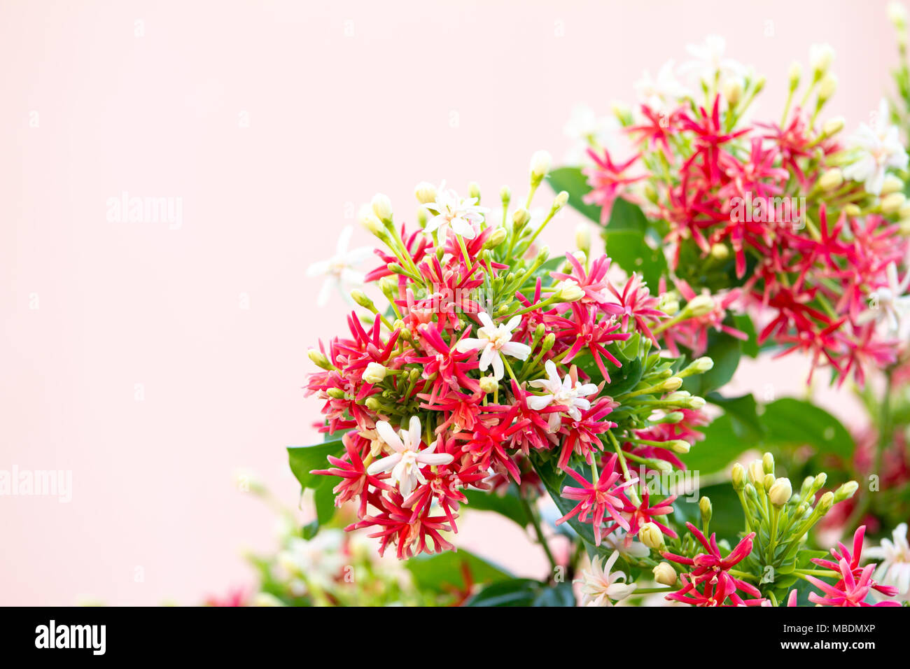 Soft focus Quisqualis Indica flower plant , Chinese honeysuckle, Rangoon Creeper, Combretum indicum Stock Photo