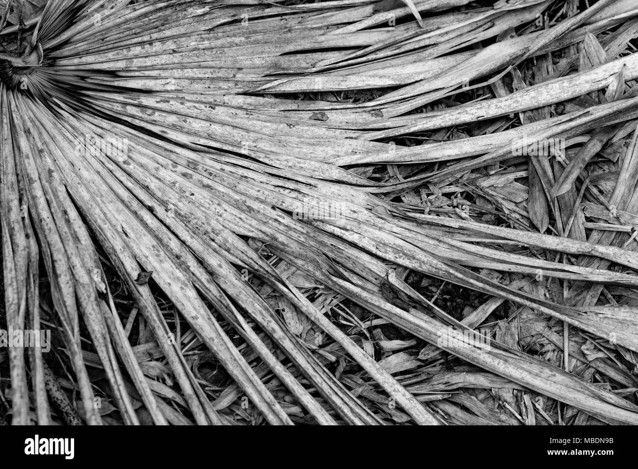 Black and whire image of the fronds of a dead palm leaf. Stock Photo
