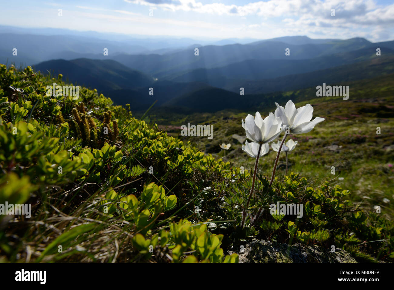 High mountain flowers hi-res stock photography and images - Alamy