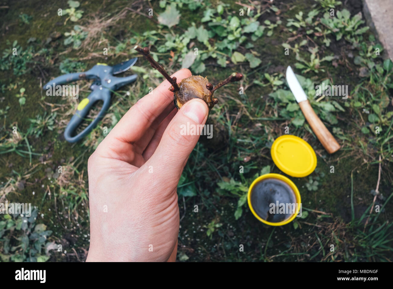 Gardening work in spring time Stock Photo