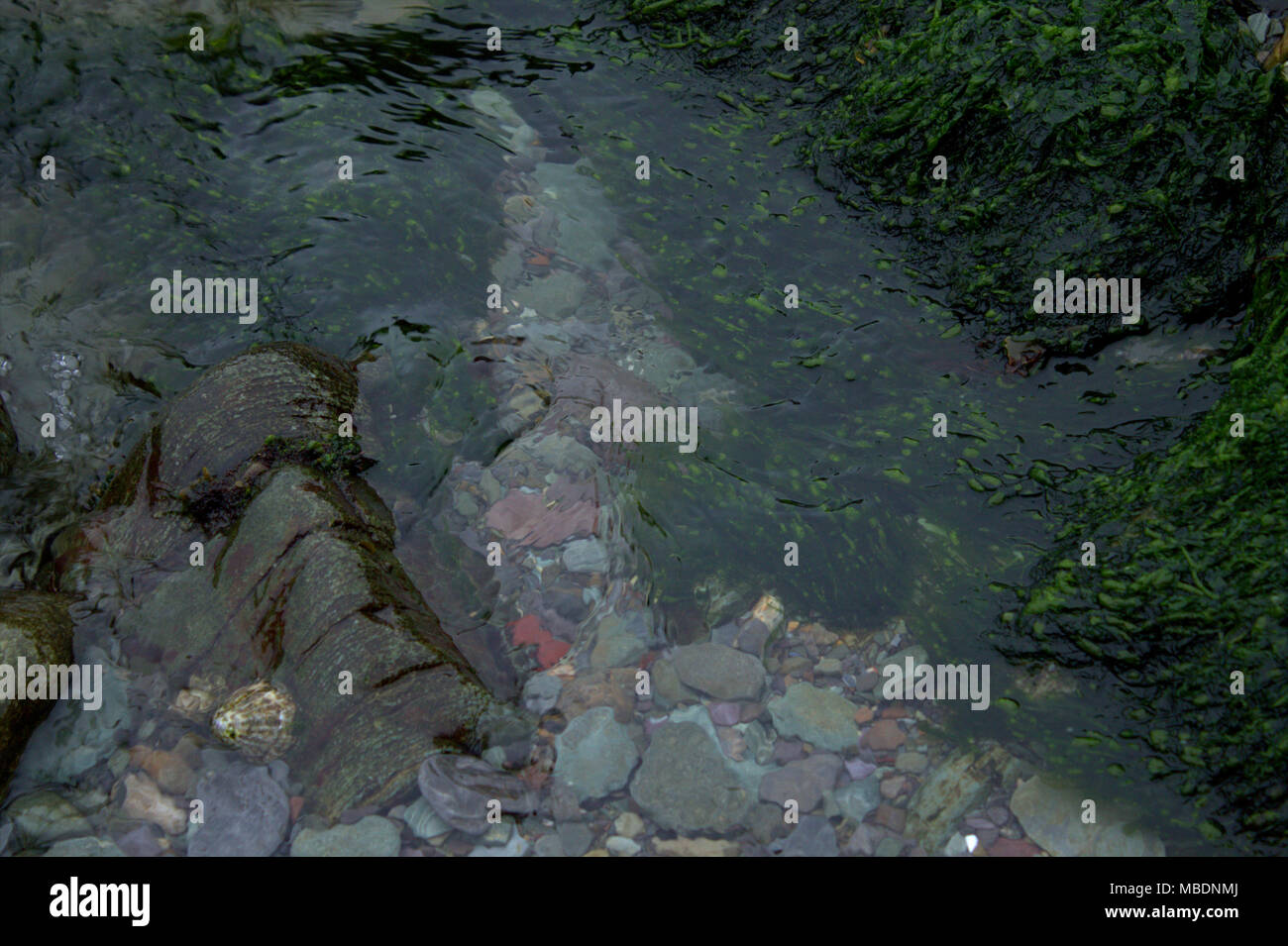 clear waters of a rock pool at low tide with seaweed and limpets on the rocks. Stock Photo